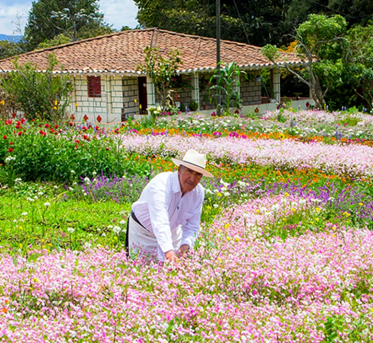silleteras-farms-4